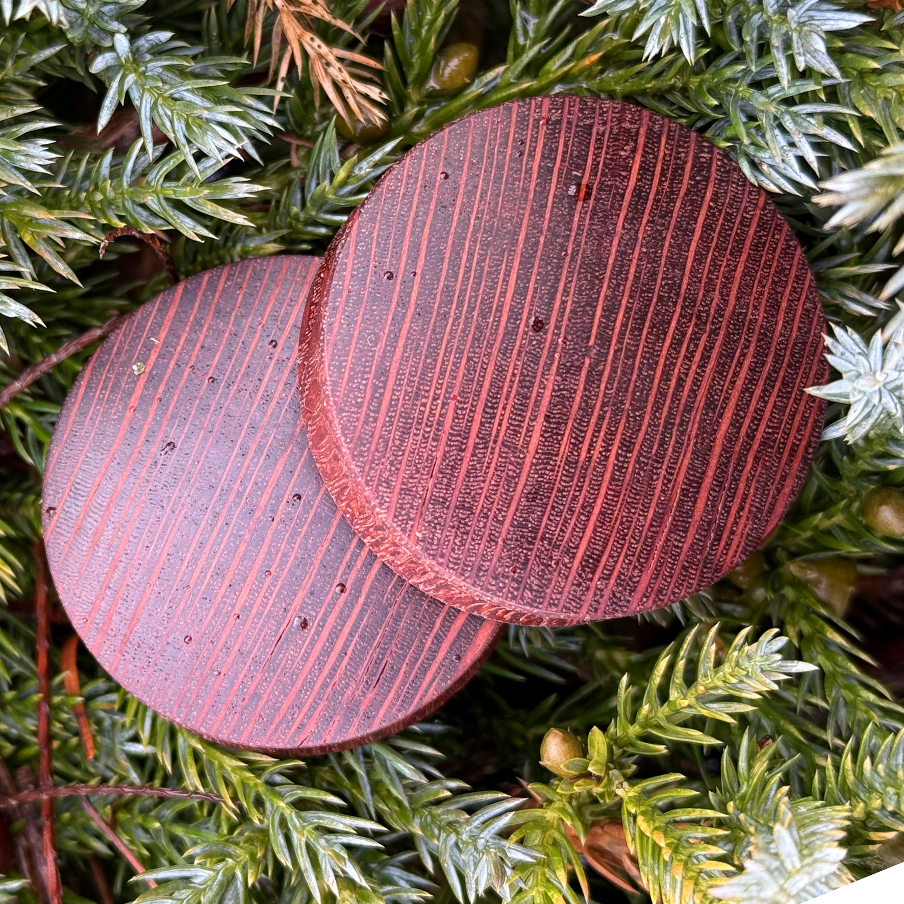 Leopardwood - plug