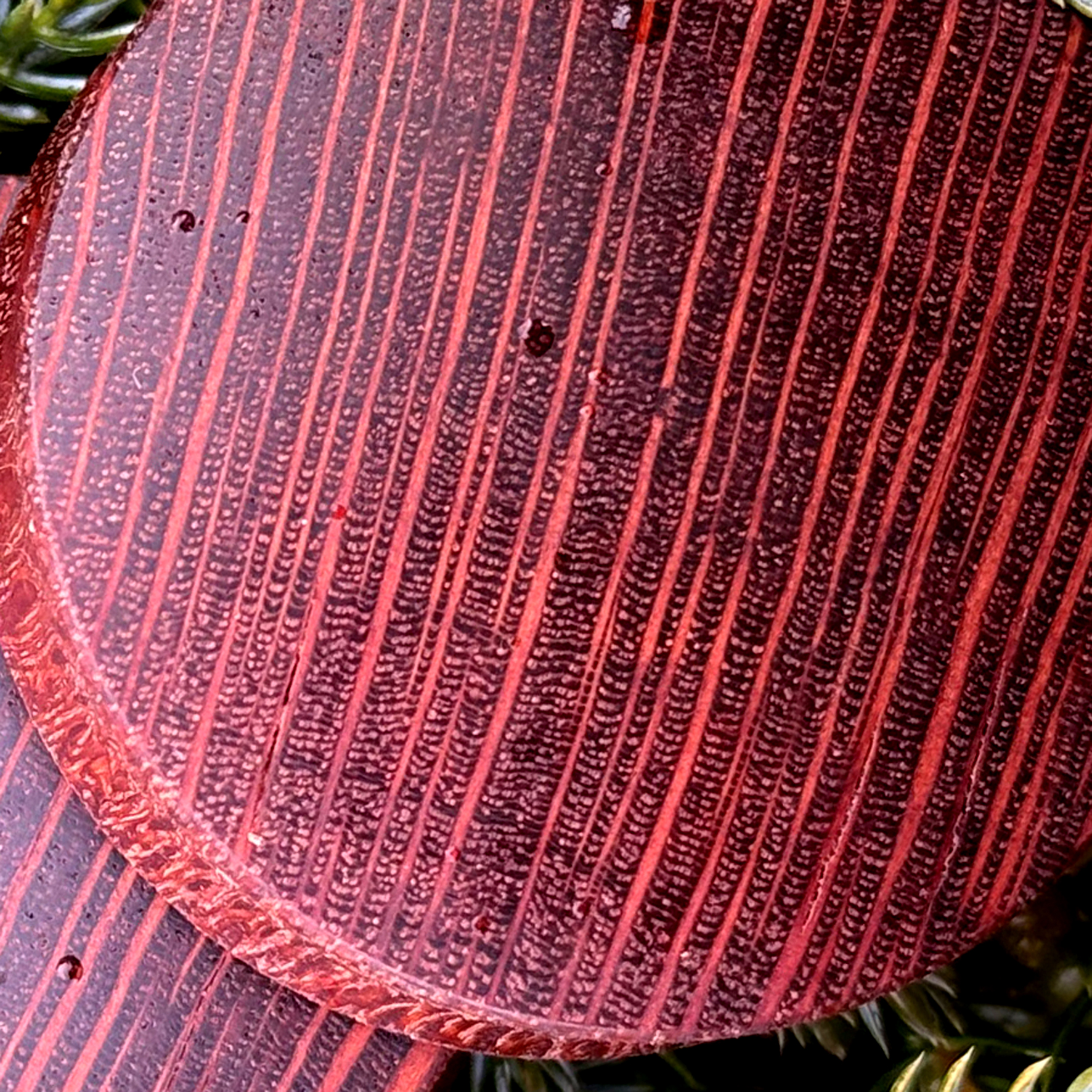 Leopardwood - tunel